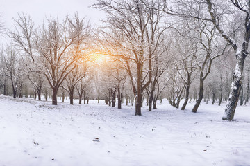 Snow-covered trees in the city park