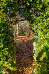 A wooden picket gate and arched gap in a hedge, pathway leading to a wood, golden autumn leaves in the path, green fern hedge