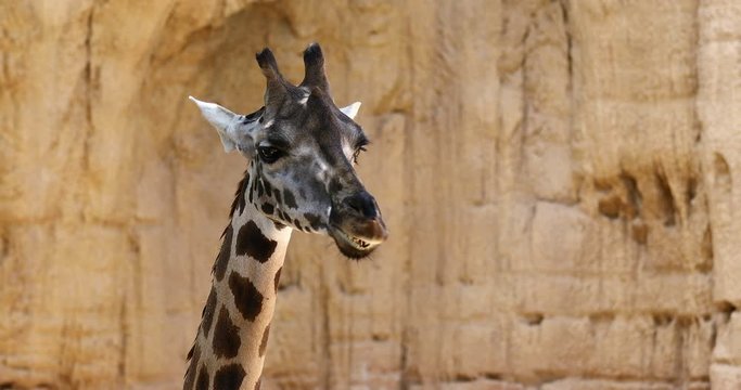 Slow Motion Close-up of a Giraffe with big tongue