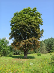 Nowa Studnica - samotne drzewo