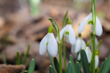 Spring snowdrop flowers blooming in sunny day