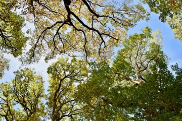 Ciel de foret 