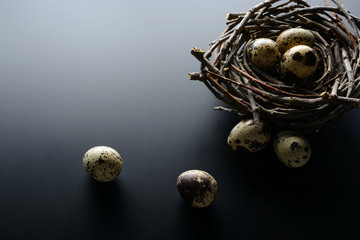 Easter background. Quail eggs in nest of twigs on a black background
