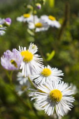 Fototapeta premium Field of daisies