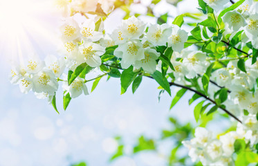 Fototapeta na wymiar The blossoming jasmine tree branch in beams of the sun