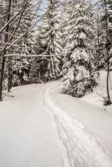 winter scenery with snow covered hiking trail and trees