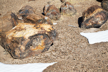 Obraz premium Petrified Log atop a Hardened Dune