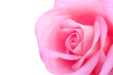 Close up pink rose on white background, look soft and beautiful