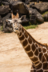 Giraffa Camelopardalis