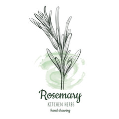 rosemary sketch style 
