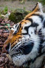 Gros plan sur le Tigre de Sibérie dans un parc zoologique