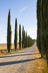 Italian cypress trees rows and a rural landscape. Siena, Tuscany, Italy, Europe.