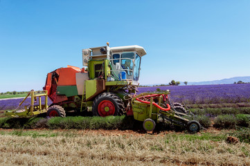 Obraz premium Lavender harvest, Provence, France