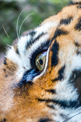 Gros plan sur le Tigre de Sibérie dans un parc zoologique