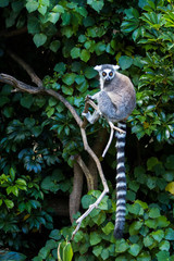 Obraz premium Ring-tailed Lemur