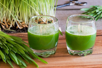 Two glasses of barley grass juice with freshly grown barley grass
