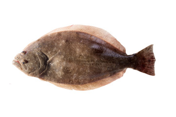 Southern Flounder (Paralichthys lethostigma). Left-eyed flounder, up side. Isolated on white background