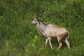 Greater Kudu, Tragelaphus strepsiceros, adult male, antelope, Addo Elephant Park, South Africa