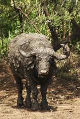 Fototapeta premium Cape Buffalo, Syncerus caffer, male, South Africa