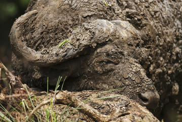 Fototapeta na wymiar Cape Buffalo, Syncerus caffer, male, South Africa