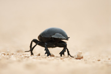 Flightless Dung Beetle, Circellium bacchus, roll dung ball, Addo Elephant National Park, South Africa