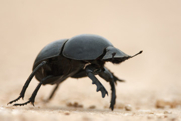 Flightless Dung Beetle, Circellium bacchus, roll dung ball, Addo Elephant National Park, South...