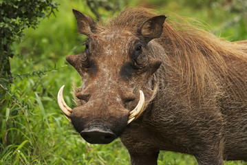 Warthog, Phacochoerus africanus, Addo Elephant Park, South Africa