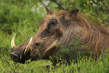 Warthog, Phacochoerus africanus, Addo Elephant Park, South Africa