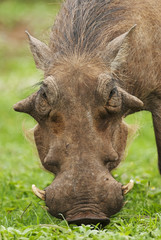 Warthog, Phacochoerus africanus, Addo Elephant Park, South Africa