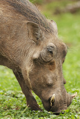 Warthog, Phacochoerus africanus, Addo Elephant Park, South Africa