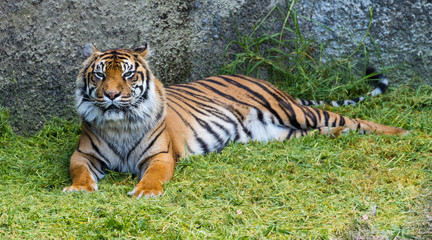 Sumatran Tiger