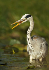 Close-up of a grey heron standing in the pond