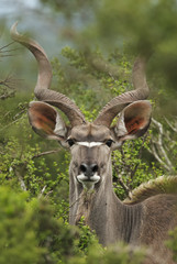 Greater Kudu, Tragelaphus strepsiceros, adult male, antelope, Addo Elephant Park, South Africa