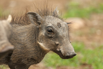Warthog, Phacochoerus africanus, Addo Elephant Park, South Africa