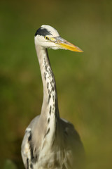 Close-up of a grey heron