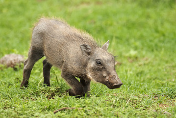 Warthog, Phacochoerus africanus, Addo Elephant Park, South Africa