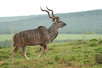Foto op Plexiglas Antilope Greater Kudu, Tragelaphus strepsiceros, adult male, antelope, Addo Elephant Park, South Africa
