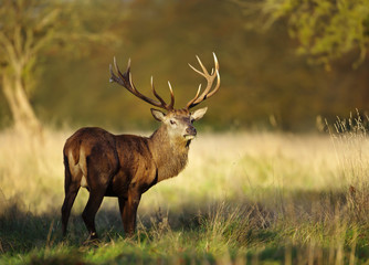 Close up of red deer stag eating grass