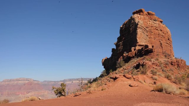 Birds of prey in the Grand Canyon
