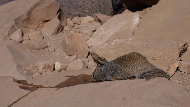 Little squirrel drink at the South Keibab Trail
