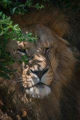 Gros plan sur le Lion dans un parc zoologique