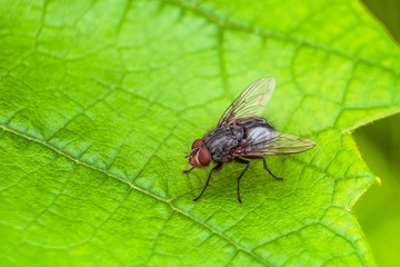 Gray fly insect on the green grape leaf in nature close-up. Natural background with selective focus.
