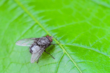 Silvery gray fly insect on the green grape leaf close-up. Natural background with selective focus