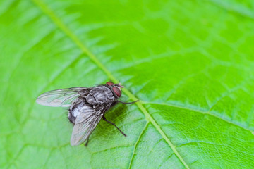 Silvery gray fly insect on the green grape leaf close-up. Natural background with selective focus