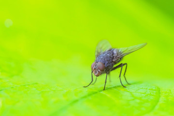Gray fly insect on the bright green leaf in nature close-up. Natural background with selective focus and copy space.