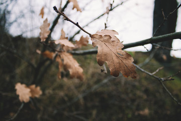 Herbstliche Blätter wehen im Wind