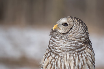Barred Owl
