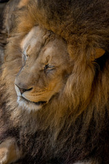 Fototapeta na wymiar Gros plan sur le Lion dans un parc zoologique