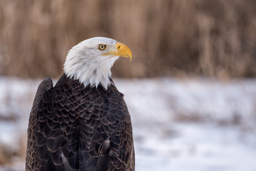 Bald Eagle