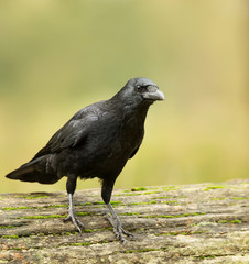 Portrait of Carrion crow standing on the fallen tree